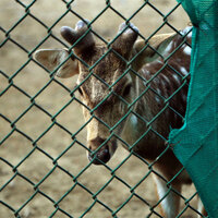 Davanagere: Four spotted deer die at Indira Priyadarshini Mini Zoo; facility closed for public viewing until further orders