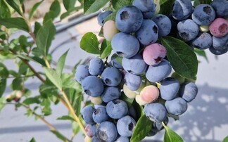 Berry growers facing 'perfect storm' from Iran war and wage inflation