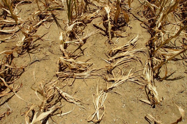 Climate-Related Drought Disasters Threaten Development, UN Warns