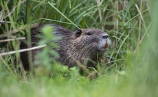 Dam good news: Plan unveiled to re-introduce beavers to West London in Amazon-backed rewilding project