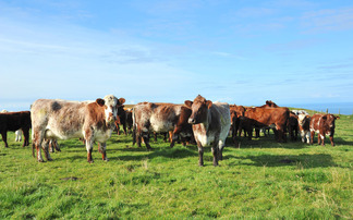 Welcome boost for farmers as Scottish red meat sector tops £4bn 