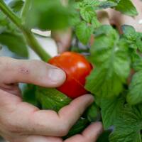 Opinion- Trump tariffs will saddle Americans with nasty tomatoes