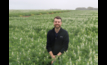  AGT lupin breeder Dr Matt Aubert said the new Rosemont (pictured) and Gidgee lupin varieties offer a leap forward for growers. Photo credit: AGT.  