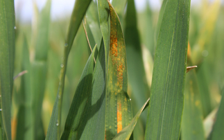 'Laser focus' required to keep yellow rust under control