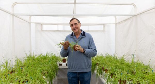 University of Sydney Plant Breeding Institute (PBI) director, Professor Richard Trethowan, has led a team which has developed a ‘biologically perfect’ system to allow large-scale creation of hybrid wheat. 