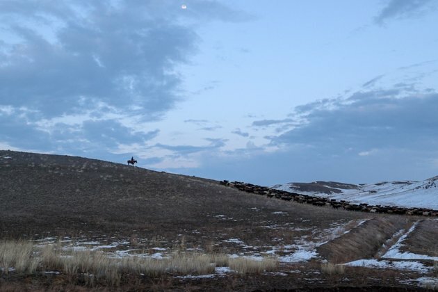 A Shepherd&#039;s Life On The Remote Kazakh Steppe&#160;