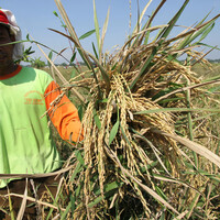 INDONESIA-SUKOHARJO-RICE PRODUCTION