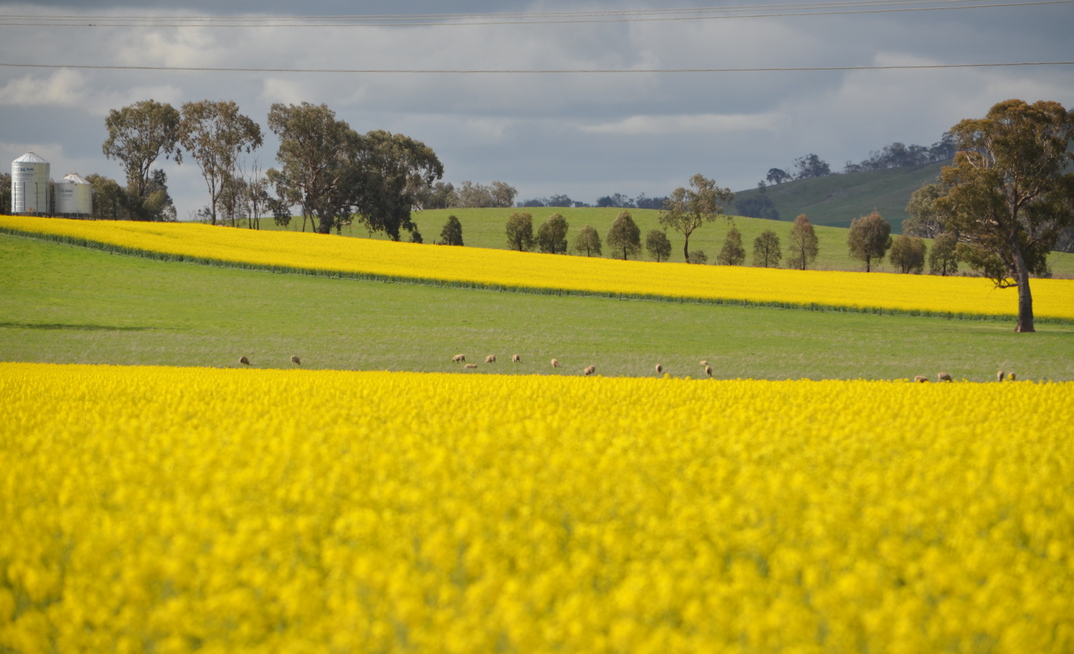 ADAMA has recalled some batches of its Tenet 500 SC Herbicide, which is used for weed control in canola.