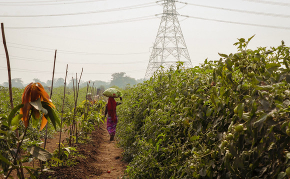 Sequoia, Tiger, Alpha Wave invest $100m in India agtech player