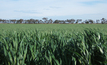 Restrictions for WA barley