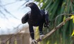 Tasmanian wedge-tailed eagle