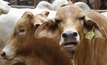 Cattle methane emissions downsized