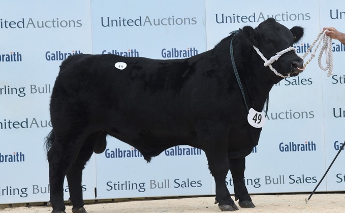 STIRLING BULL SALES: Aberdeen-Angus bulls top at 10,000gns