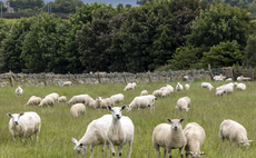 Sheep Special: ż urged to plan ahead to vaccinate against abortion