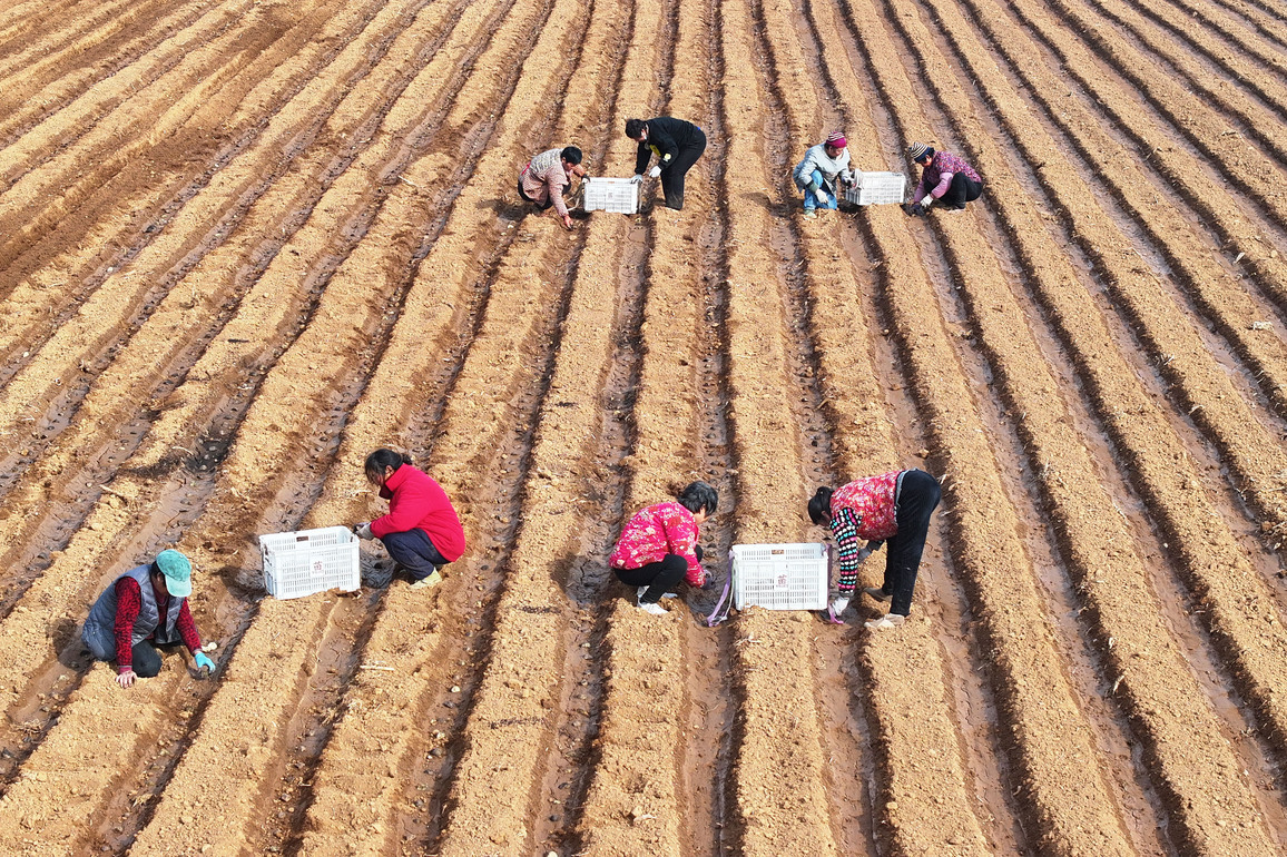 #CHINA-SHANDONG-ZAOZHUANG-AGRICULTURE (CN)