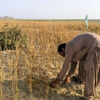Pakistan: Farmers across Punjab protest against low wheat prices, govt policies
