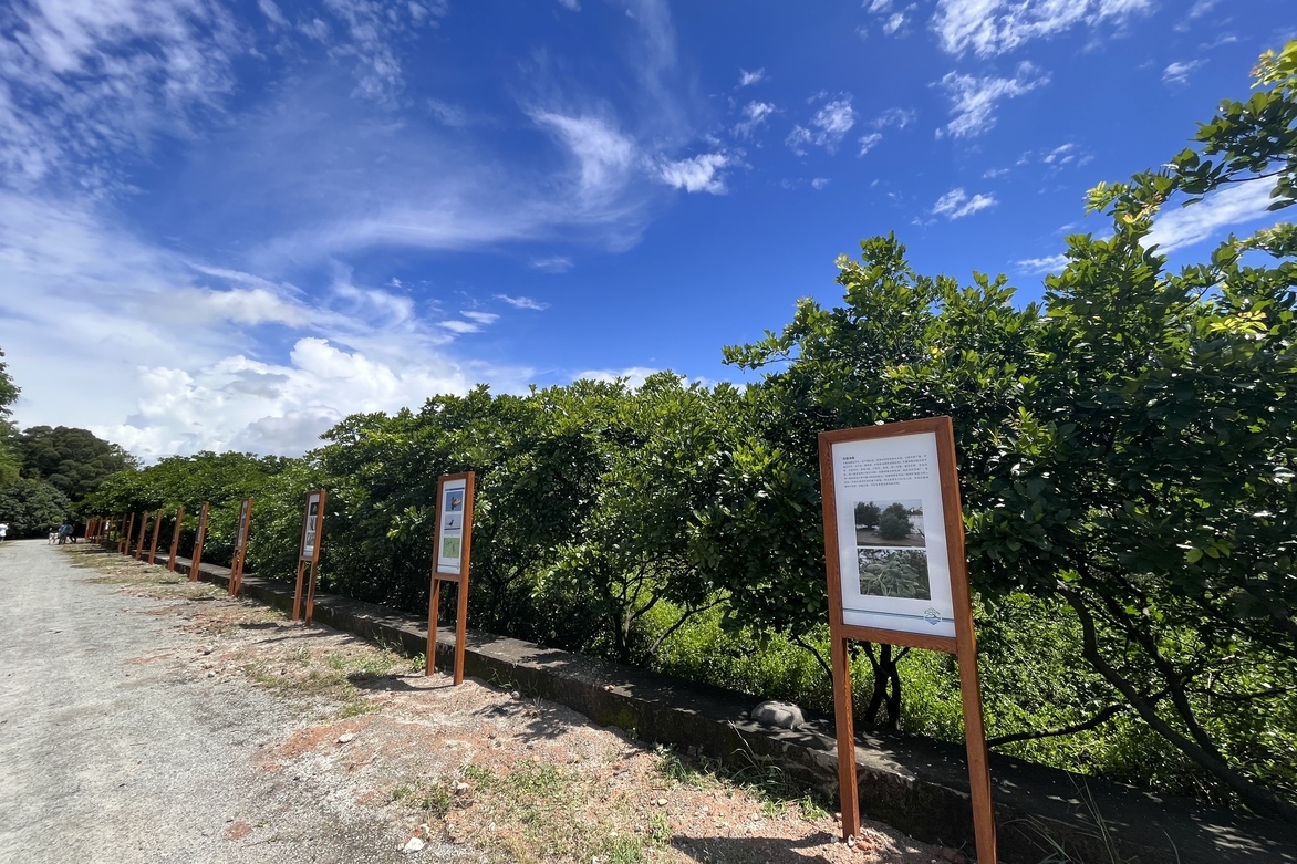 Village builds up mangrove "coastal guardians" amid national conservation efforts