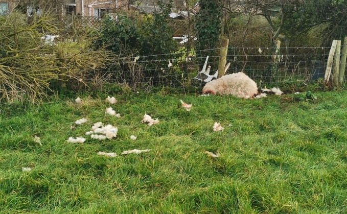 The aftermath of a livestock worrying incident at a farm in Dorset. (Dorset Police Rural Crime Team)