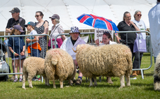 Charollais takes the top spot in the sheep rings
