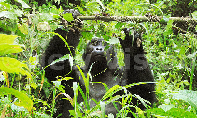 Uganda's Mountain gorillas' habitats wither Uganda's Mountain gorillas' habitats wither