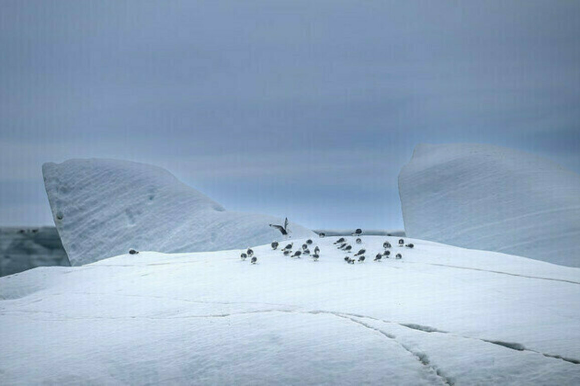 Arctic hit by record-breaking summer heat  researchers