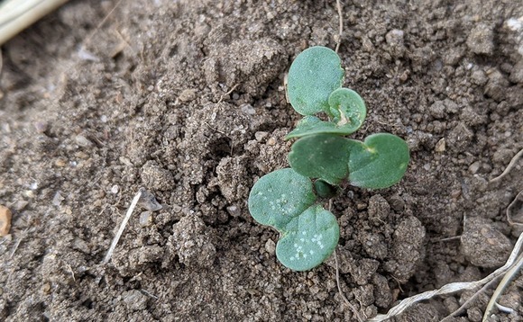 The Farmers Guardian Arable Podcast: Is oilseed rape making a comeback? 