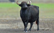 Water buffalo attack on farm kills father and teenage son