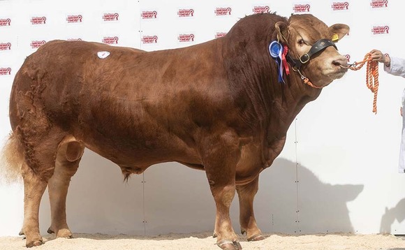 Limousins sell to 6,800gns at Melton Mowbray