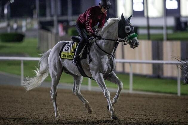 Dubai World Cup: Hands-on Sugiyama looking for Dubai breakthrough with cult hero Gaia Force and consistent Lugal