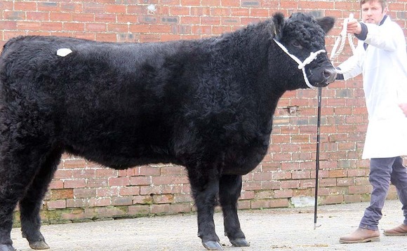 New Galloway female record of 12,500gns set at Castle Douglas