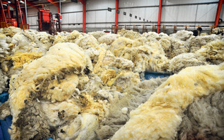 British Wool reports strengthened market