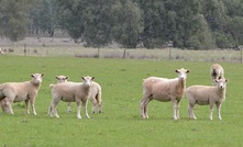 Lamb production is forecast to fall by seven percent this year. Picture Mark Saunders.