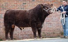 Near complete clearance of Luings at Castle Douglas