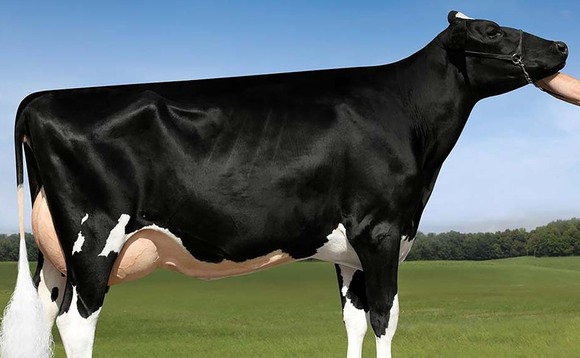 New young sire options for Holstein breeders