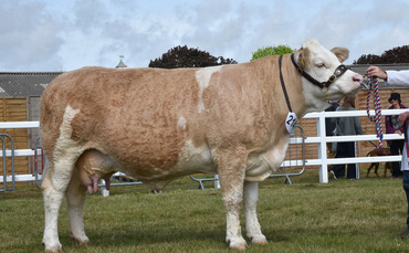 Simmental claims beef supreme championship at Suffolk Show | Farm News | Farmers Guardian