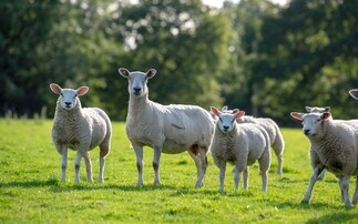 Love Lamb Week: NSA champions British sheep farming