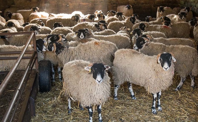 'Social distancing' in sheep could cure flock of maedi visna