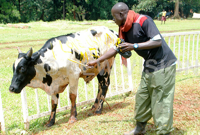  an painting a cow that was donated by resident oweri aguta useveni to be slaughtered at atriotism atchup celebration 
