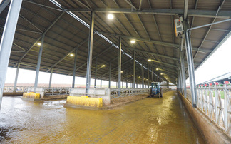 Dairy shed lighting explained: How many lux do cows need?