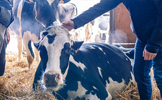 Calf Health - New guidance prioritises scours protection