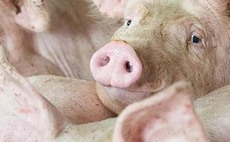 Pig sector losses could push industry into collapse