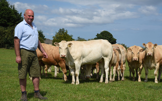 Spotlight on one of the UK's oldest pedigree British Blonde herds  