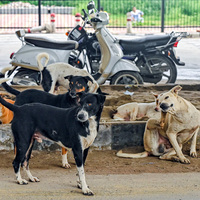 Protest erupts in Delhi's Saket over Supreme Court's recent order on stray dogs