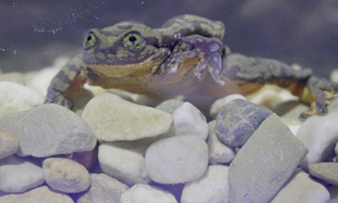 Bid to find a Valentine for Romeo, world's 'loneliest frog' Bid to find a Valentine for Romeo, world's 'loneliest frog'