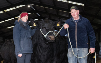 Pedigree and commercial cattle play important role alongside arable crops 