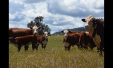  Australian expert says the economics of lab-grown meat won’t work and would be terrible for the environment.  Picture: Mark Saunders.