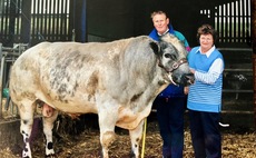 British Blue and Beltex pioneer Tom Ashton dies aged 87