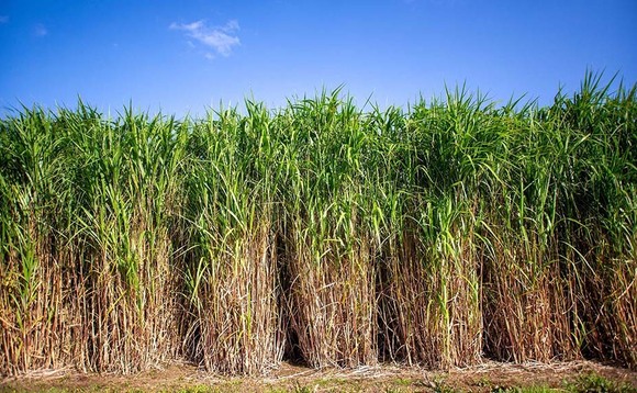 Miscanthus shown to be carbon sink in new study