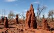 Could trees and termites point to gold?