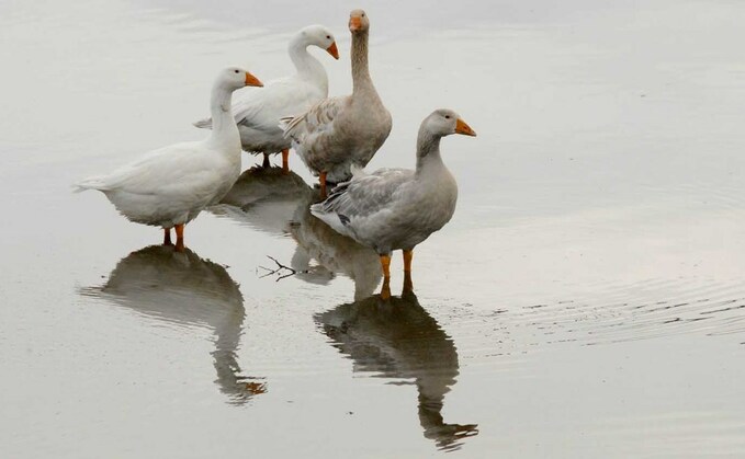 Bird flu case at wildbird rescue centre sparks industry warning